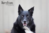 4 Paws Quilting, Edmonton, AB opening hours