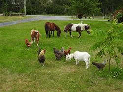 Ferme Dan Nature, Peribonka, QC opening hours