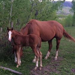 Chetwynd Veterinary Hospital, opening hours