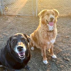 780 Kennels, Parkland County, AB opening hours