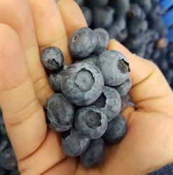 TwinBerry Farms Ltd, Pitt Meadows, BC opening hours