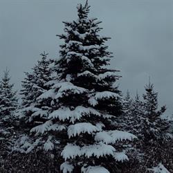 Whispering Willow Christmas Tree Farm, Brockville, ON opening hours