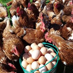 Richmond GAIA Farm, opening hours