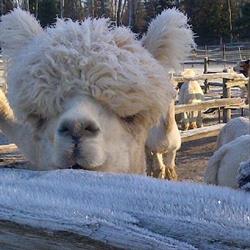 Arriba Linea Alpacas, Lindsay, ON opening hours