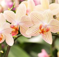 ORCHIDEE, Saint-Jean-sur-Richelieu, QC opening hours