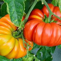 Prism Farms, Leamington, ON opening hours