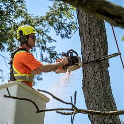 McFarlan Tree Care Inc., Burlington, ON opening hours