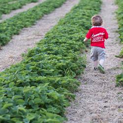 Connery's Berry Farm, Portage La Prairie, MB opening hours