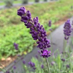 Luscious Lavender & Herb Farm, Hanover, ON opening hours