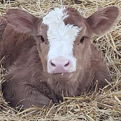 Flying C Veterinary Services PC, North Weyburn, SK opening hours