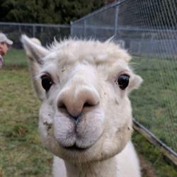 Sea Dog Farm, Saanichton, BC opening hours