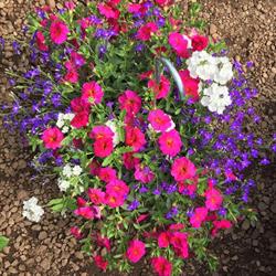Bellis Garden and Greenhouses, opening hours