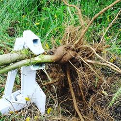 Pullerbear Tree and Invasive Weed Puller, Duncan, BC opening hours
