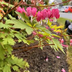 Elite Garden Maintenance & Landscaping, Sooke, BC opening hours