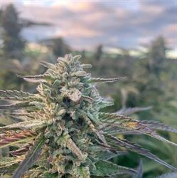 My Grasshopper Dispensary, Deseronto, ON opening hours