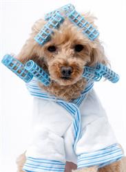 Paw Tyme Dog Grooming & Spa, Bracebridge, ON opening hours