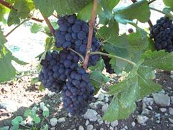 Half Moon Bay Winery, Picton, ON opening hours