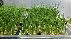 MSVFarm Microgreen kits, Charlottetown, PE opening hours