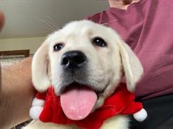 Asklar Labradors, Beaverton, ON opening hours