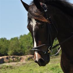 White Forest Farm Equestrian Center, Foresters Falls, ON opening hours