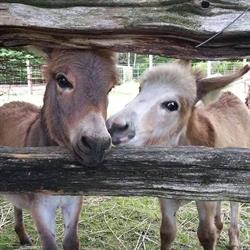 Westbrooke Farm / the Pringle's, Owen Sound, ON opening hours