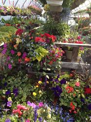 Walker's Greenhouse, Picton, ON opening hours