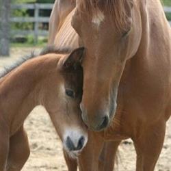 Rainbow's End Equestrian Center, Head of Chezzetcook, NS opening hours