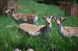 Waterford Deer Park, opening hours