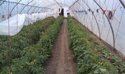 JWD Market Garden, Outlook, SK opening hours