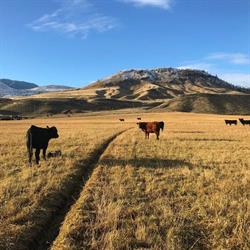 60 Ranch Grass Fed Beef, Spences Bridge, BC opening hours