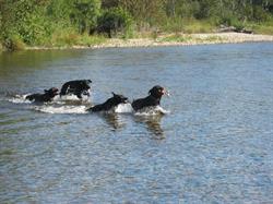 FoggyLake Labradors, Baddeck, NS opening hours