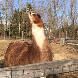 Black Jack Stables, Campbellville, ON opening hours
