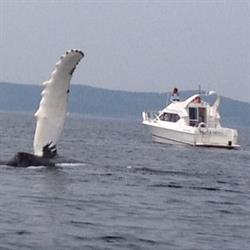 Perrin's Marine Adventures/Perrin's Marine Services Ltd., Conception Bay South, NL opening hours