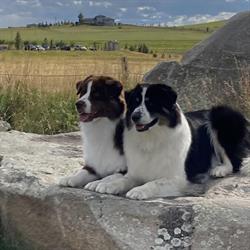 Big Rock Australian Shepherds, Okotoks, AB opening hours