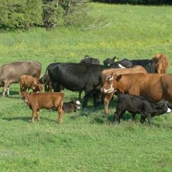 Betty's Got The Best - Wakem Hill Vegetables & BM Brown Polled Herfords, Summerfield, NB opening hours