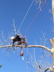Tilly's Tree Services Inc., Regina, SK opening hours