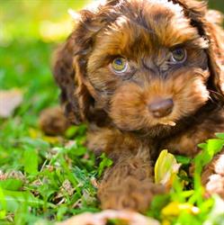 Heavenly Pups, Wetaskiwin, AB opening hours