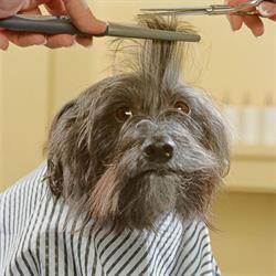 Puppy Parlour Grooming, High River, AB opening hours