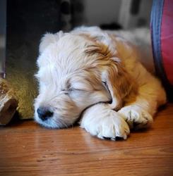4 On The Floor Dog Walking And Training, Port Perry, ON opening hours