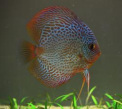Leviathan Aquatics, Prince George, BC opening hours