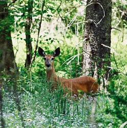Deer Garden Inn B&B, St. Andrews, NB opening hours