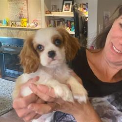 True Instincts Dog Training, Waterdown, ON opening hours