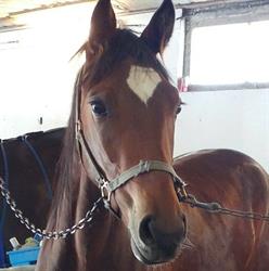 Bridewood Farm Equine Services, Almonte, ON opening hours