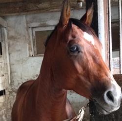 Silver Spur Ranch, Kleinburg, ON opening hours
