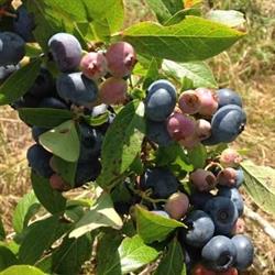 Berry Hill Farm, New Glasgow, PE opening hours