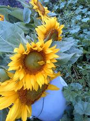 Beausejour Farmers' Market, opening hours