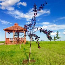 Treeternity Memorial Forest, Vanscoy, SK opening hours