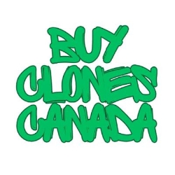 Buy Clones Canada, Vancouver, BC opening hours