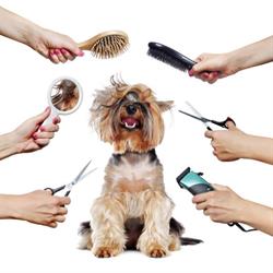 Muttedly Pawsome Dog Grooming, Hamilton, ON opening hours