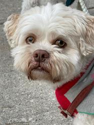 The Pampered Pooch, Richmond Hill, ON opening hours